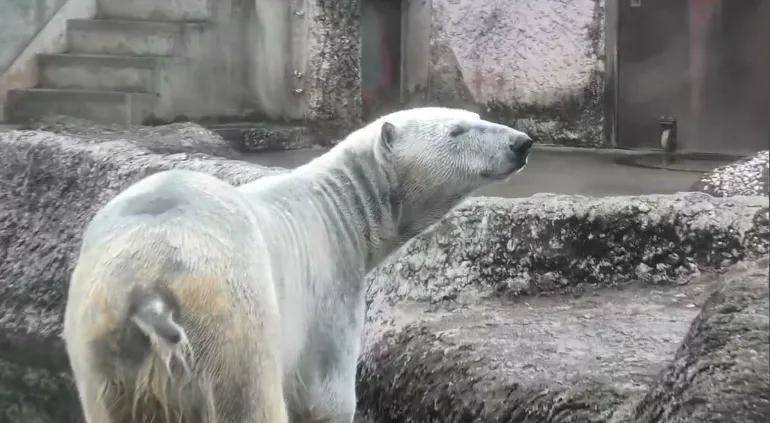  水豚热潮下隐藏的规则，日本提议交换俄罗斯珍稀动物遭拒。 健康养生