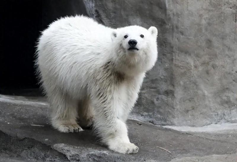  水豚热潮下隐藏的规则，日本提议交换俄罗斯珍稀动物遭拒。 健康养生