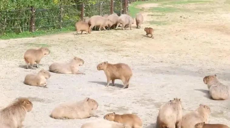  水豚热潮下隐藏的规则，日本提议交换俄罗斯珍稀动物遭拒。 健康养生