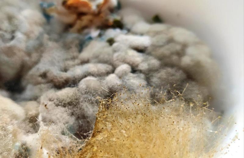  冷藏即保鲜？冰箱储存模式下的健康误区与致病逻辑 健康养生